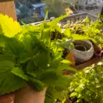 Darum also Brennnesseln auf dem Balkon. Sie sind Blattgemüse, Superfood, Heilpflanze, Pflanzenstärkungsmittel, Schädlingsbekämpfungsmittel und Raupenfutterpflanze für Schmetterlinge.