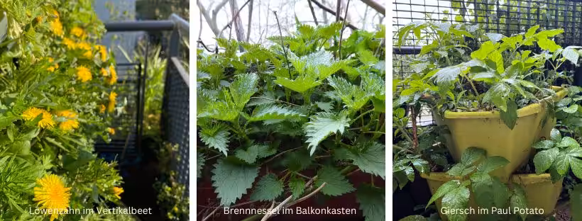 Mit diesem Onlinekurs "Essbare Wildpflanzen" lernst Du, die drei wichtigsten essbaren Wildpflanzen Brennnessel, Giersch und Löwenzahn ganzjährig anzubauen, zu ernten und zu verwenden.