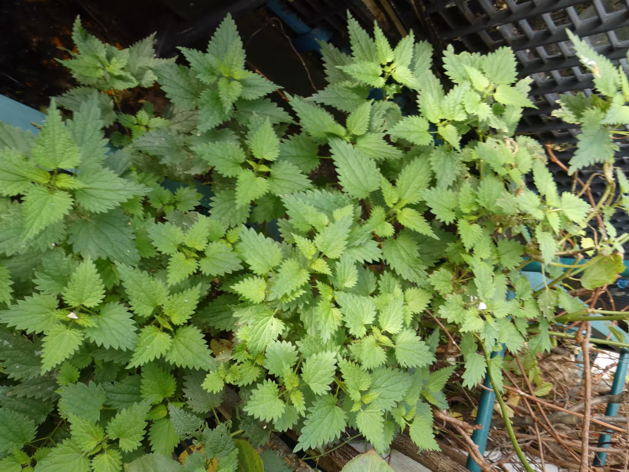 Hier ist ein Bio-Balkon. Zum ökologischen nachhaltigen Gärtnern gehören Brennnesseln. Auch aus dem Balkon. Daraus werden wertvolle Kräuterjauchen, Kräuter-Kaltauszüge oder Kräutertees zur Schädlingsbekämpfung oder Pflanzenstärkungsmittel gemacht. 