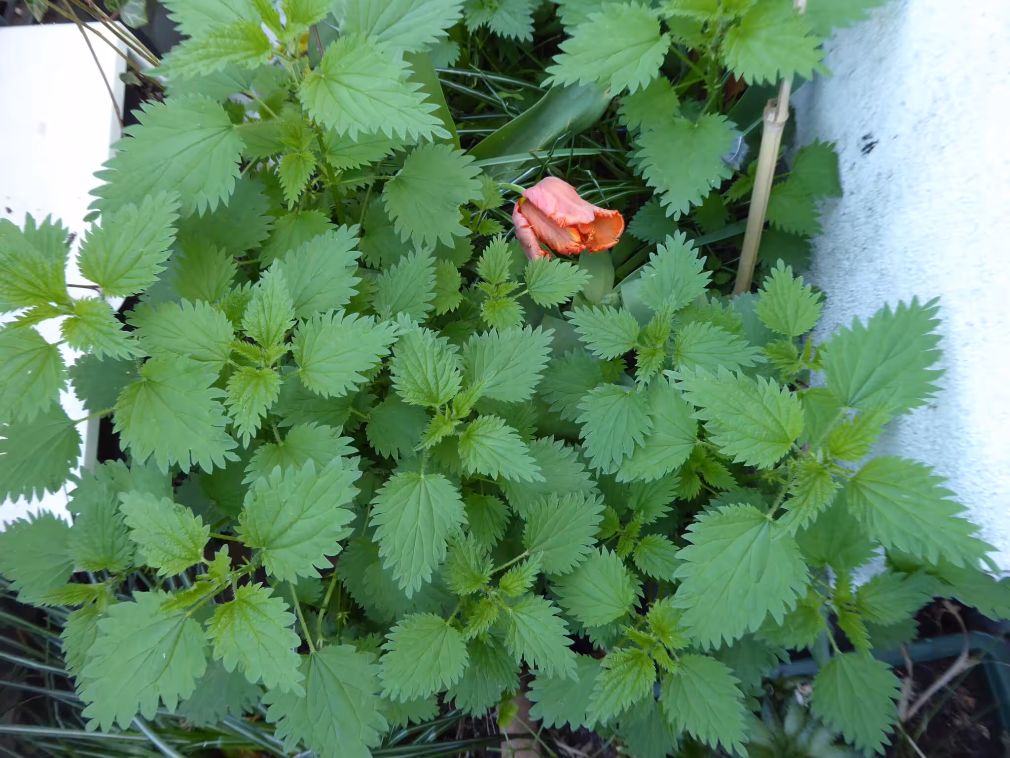 Brennnesseln wachsen auf dem Balkon in nährstoffreicher Erde noch schneller nach, als in der freien Landschaft.