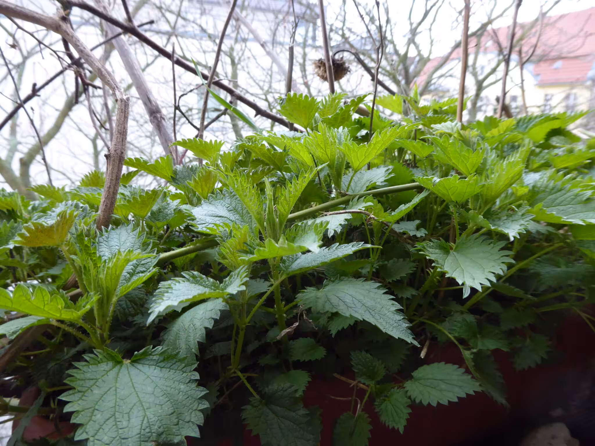 Zum biologischen Gärtnern gehören Brennnesseln. Daraus werden wertvolle Kräuterjauchen, Kräuter-Kaltauszüge oder Kräutertees zur Schädlingsbekämpfung gemacht. Auch auf dem Bio-Balkon.