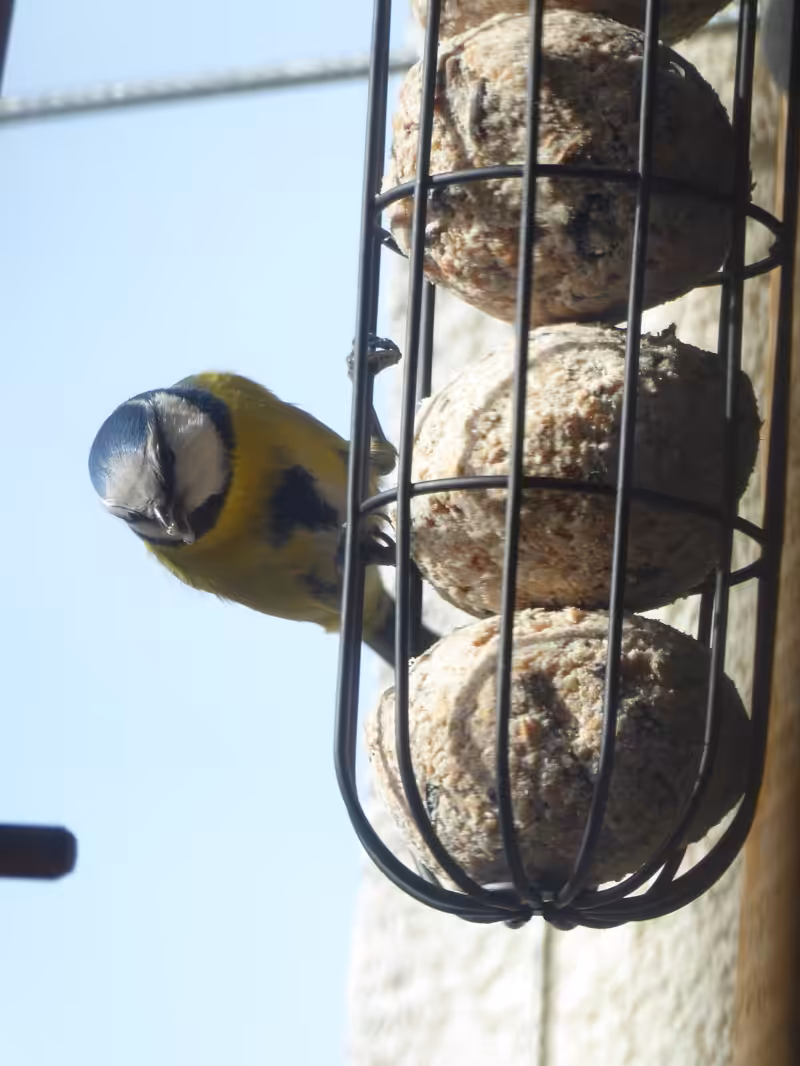 Ideal für die Vogelfütterung sind diese Meisenknödelhalter. So kann sich kein Vogel im Plastiknetz verfangen.