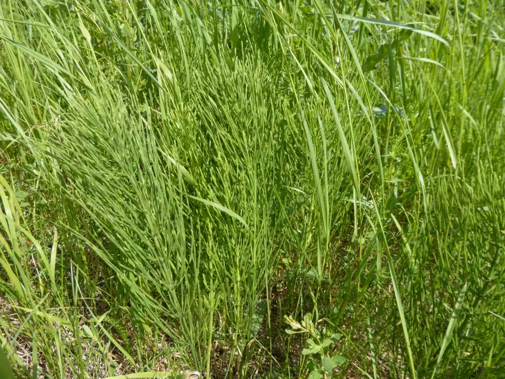 Der Ackerschachtelhalm ist eine uralte Wirkpflanze gegen Schädlinge beim biologischen Gärtnern. Seine Wirkstoffe festigen die Zellwände.