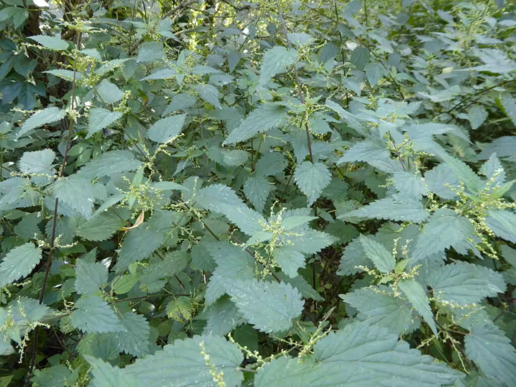 Die Brennnessel ist eine uralte Wirkpflanze gegen Schädlinge beim biologischen Gärtnern.