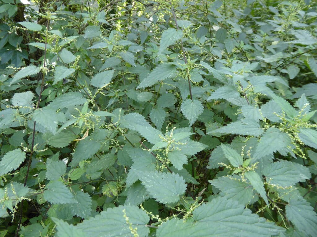 Die Brennnessel ist eine uralte Wirkpflanze gegen Schädlinge beim biologischen Gärtnern.