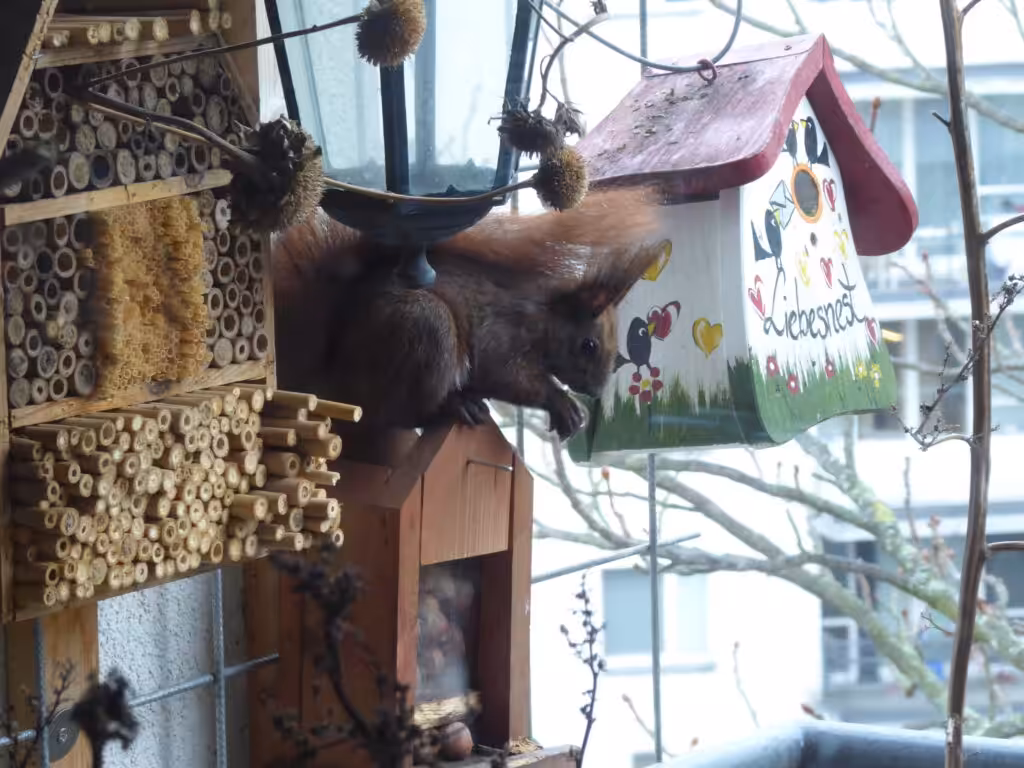 Zum Naturbalkon, zum Bio-Balkon gehören Insektennisthilfen. Die können natürlich auch selbst gebastelt werden.