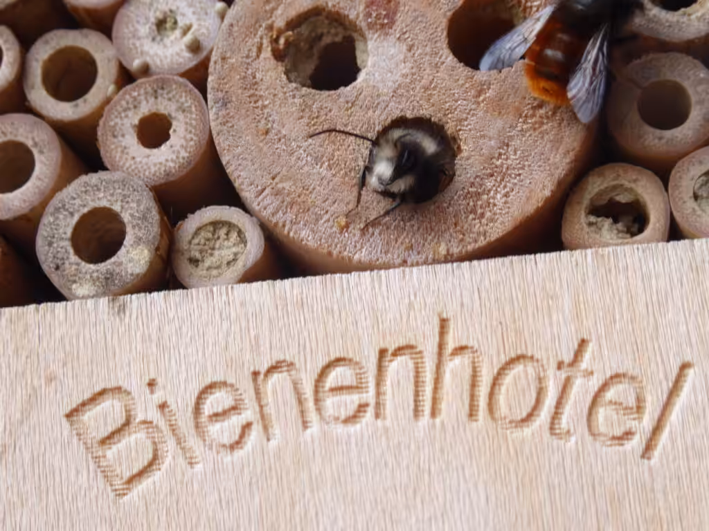 Bienenhotel ist kein guter Name. Insektennisthilfe passt besser.
