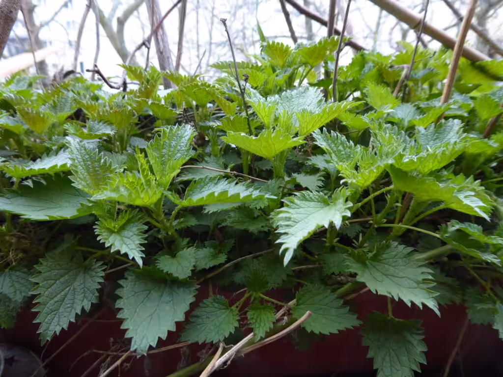 Die Brennnessel ist eine uralte Wirkpflanze gegen Schädlinge beim ökologischhen Gärtnern. Auch auf dem Balkon.