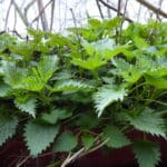Selbstversorgung essbare Wildpflanzen Balkon Anbau Brennnessel Balkongestaltung Balkonpflanzen biologisch gärtnern