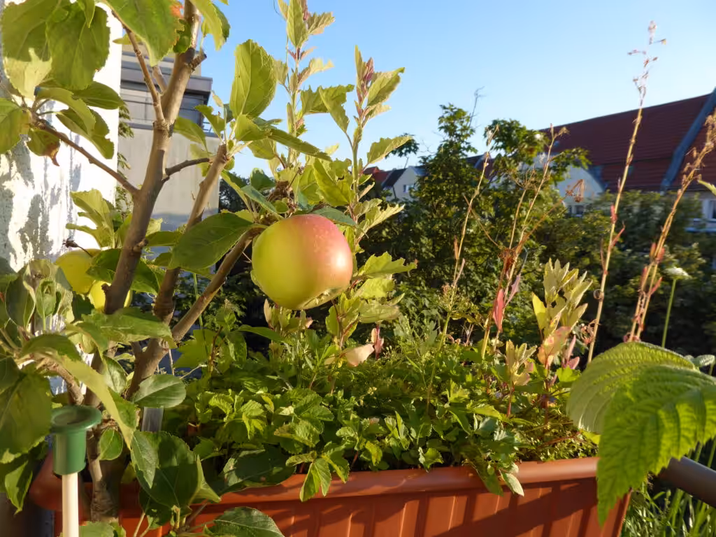 Wie schöne diese Äpfel vom Balkon leuchten.