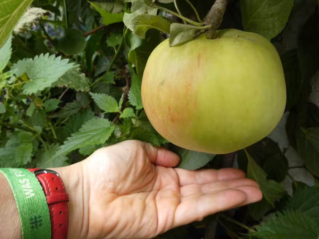Manche Äpfel vom Balkon werden richtig riesig. Notwendig ist gute Düngung.