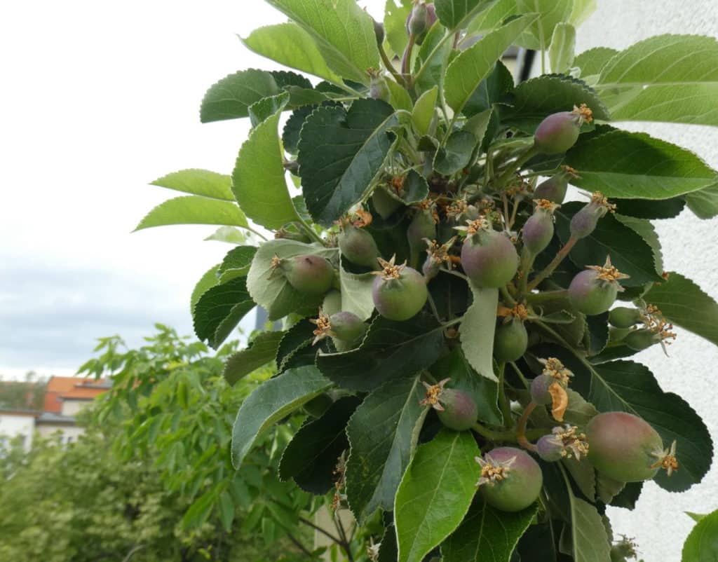 Bei Äpfel vom Balkon kommt auch der sogenannte Junifall zum Tragen. Die Bäume schmeißten die Früchte ab, die sie nicht ernähren können.