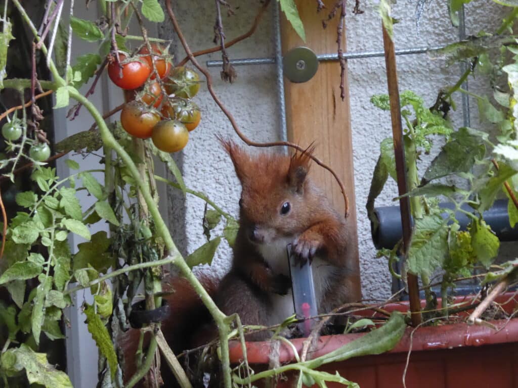 Im Dezember hängen noch Tomaten auf dem Balkon. Wie schön das Eichhörnchen drunter sitzt.