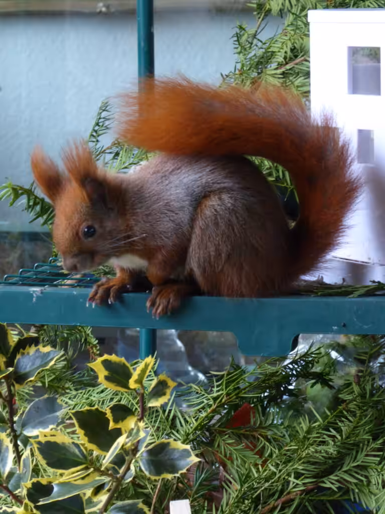Weihnachtszeit mit Eichhörnchen auf dem Balkon.