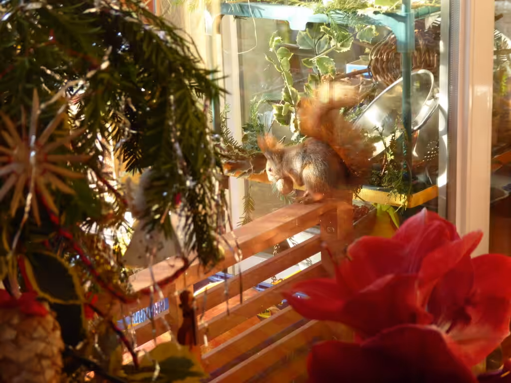 Besonders Weihnachten war es schön, das Eichhörnchen auf dem Balkon zu beobachten.