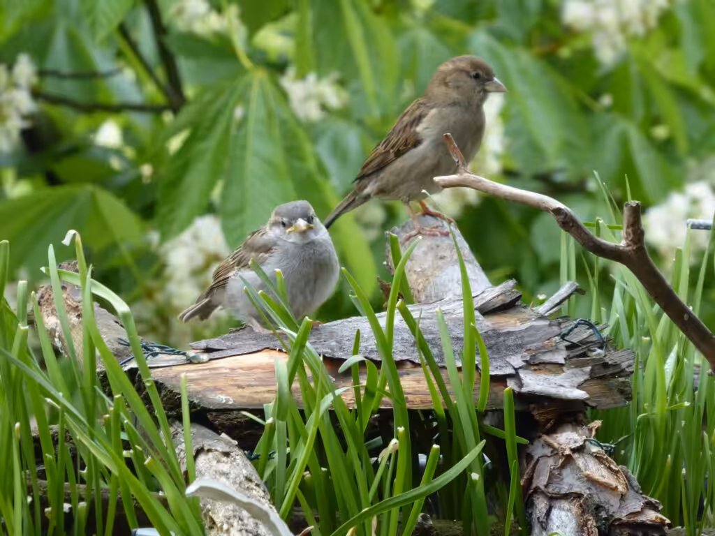 Vögel lieben auf dem naturnah gestalteten Balkon herausstehende Äste. Zu gern sitzen sie dort. Wie hier die Haussperlinge.