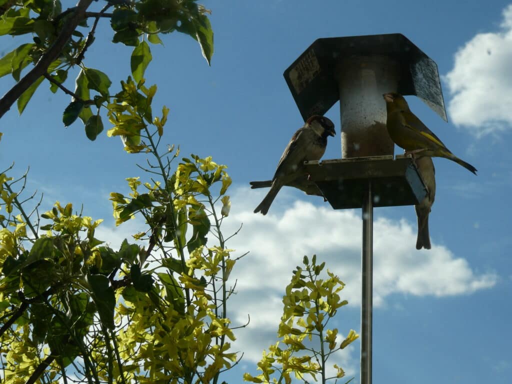 Futterstellen für Vögel auf dem Balkon befüllt man am besten mit geschälten Sonnenblumenkerne. Es fallen weniger Reste an, die herumliegen.
