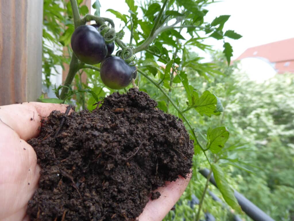 P2650180 wurmhumus wurmkiste schwarze tomaten