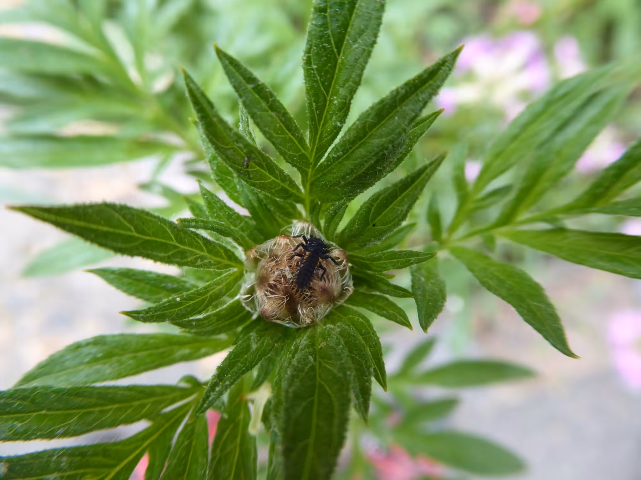 Marienkäfer sind nützlich. Das sehen wir Balkongärtner immer wieder. Sie helfen uns beim Befall mit Blattläusen.