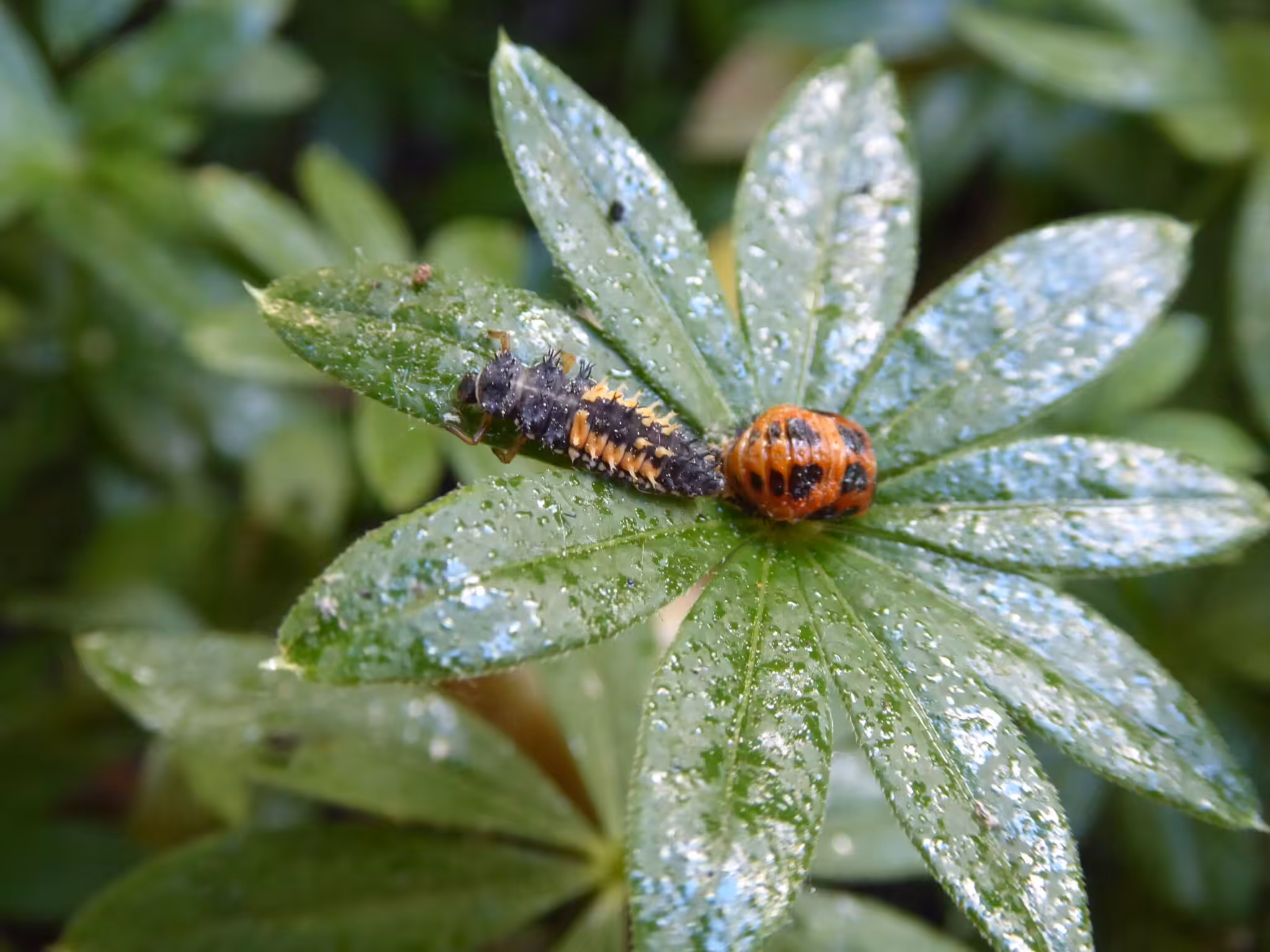 Marienkäfer sind nützlich. So sehen deren Larven (links), Puppen (rechts) aus. Das Klebrige, Glänzende auf dem Foto ist der Honigtau - Ausscheidungen der Blattläuse.