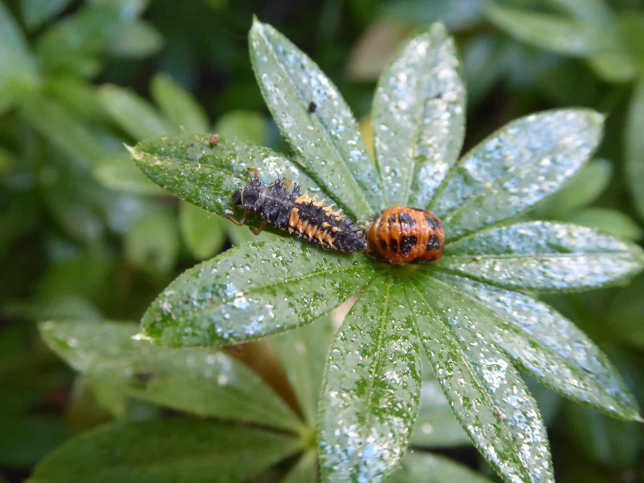Marienkäfer sind nützlich. So sehen deren Larven (links), Puppen (rechts) aus. Das Klebrige, Glänzende auf dem Foto ist der Honigtau - Ausscheidungen der Blattläuse.