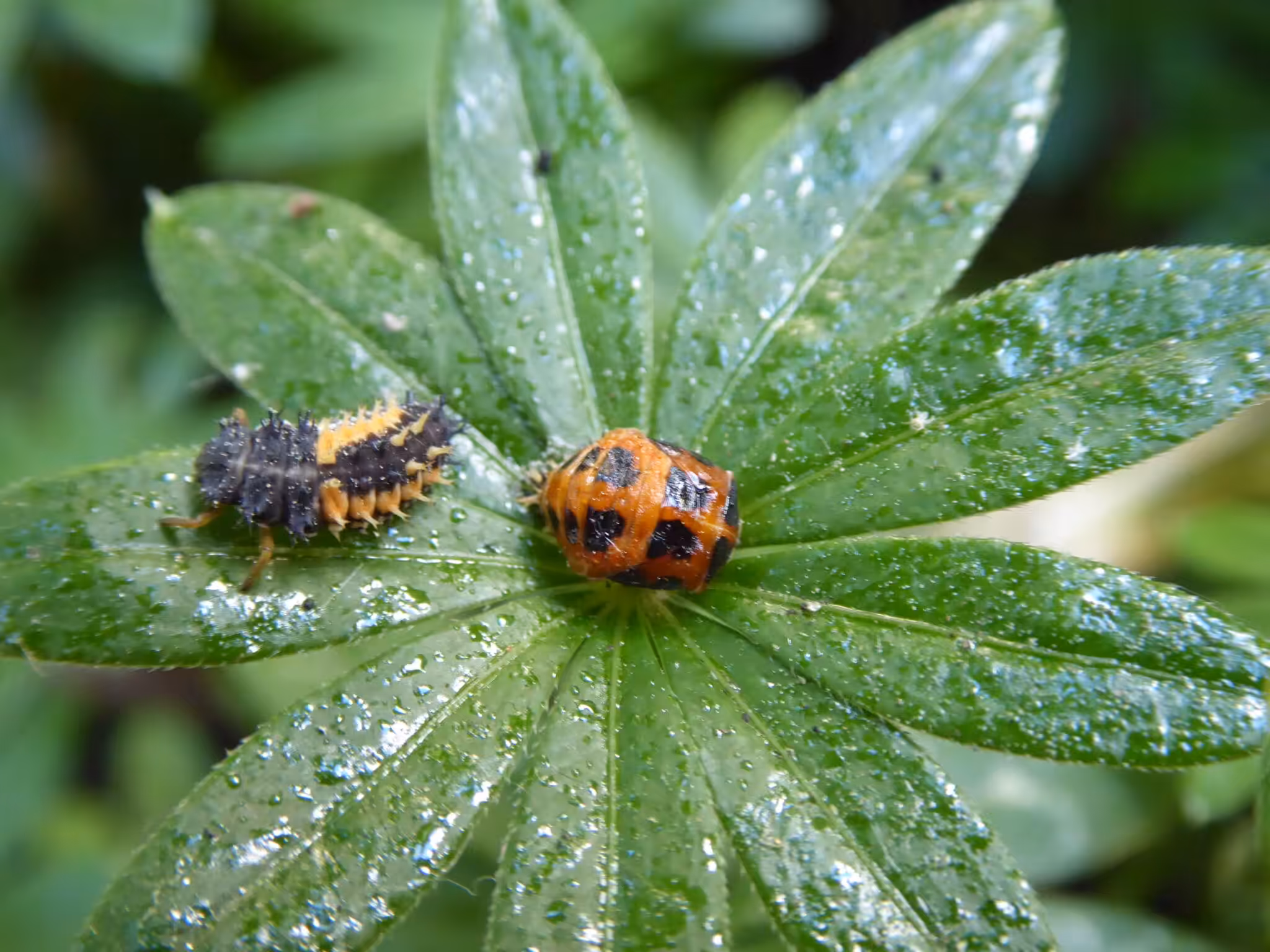 Marienkäfer sind nützlich. So sehen deren Larven (links) und Puppen (rechts) aus. Das Klebrige, Glänzende auf dem Foto ist der Honigtau - Ausscheidungen der Blattläuse.