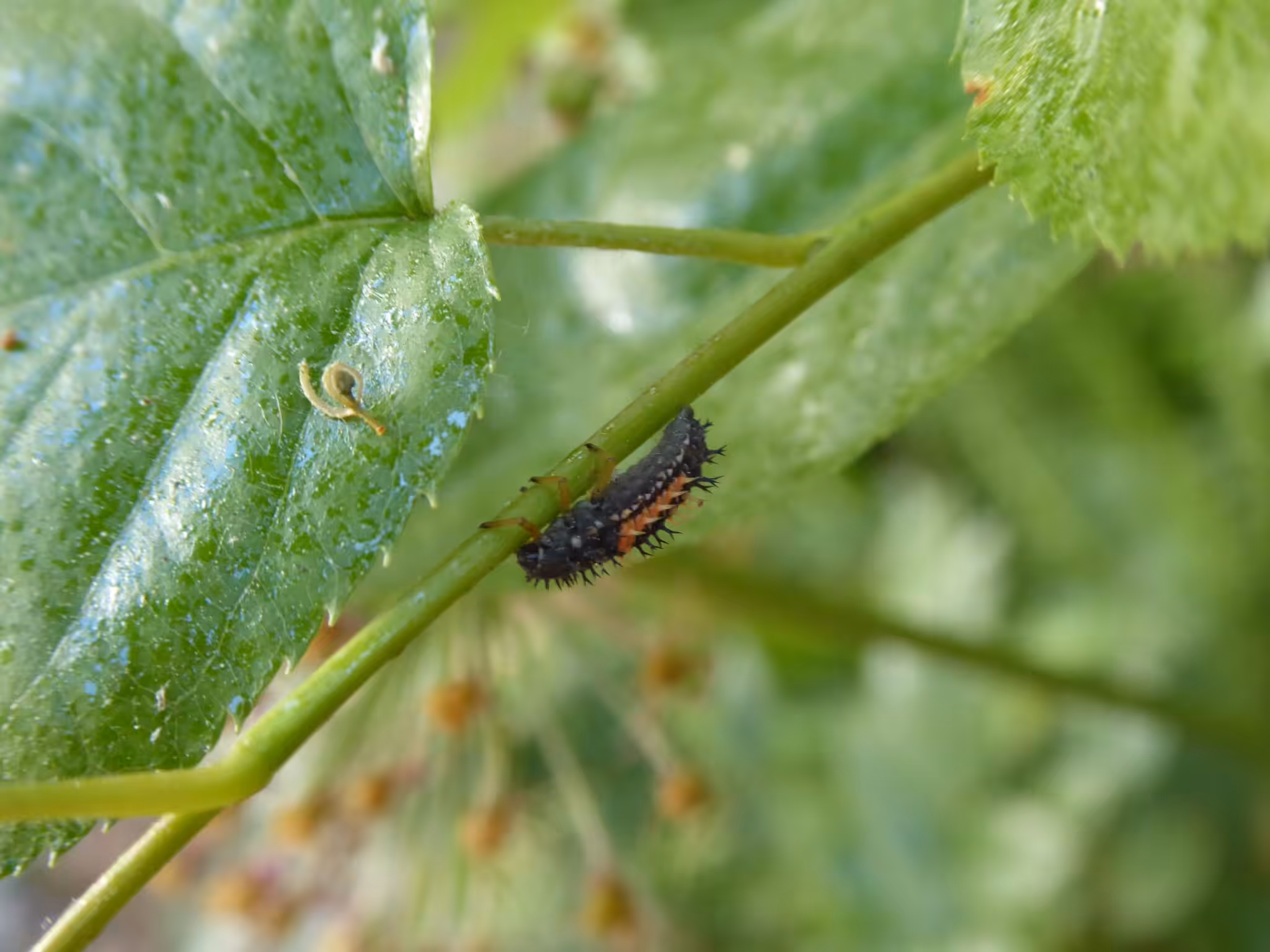 So sehen Larven der nützlichen Marienkäfer aus.