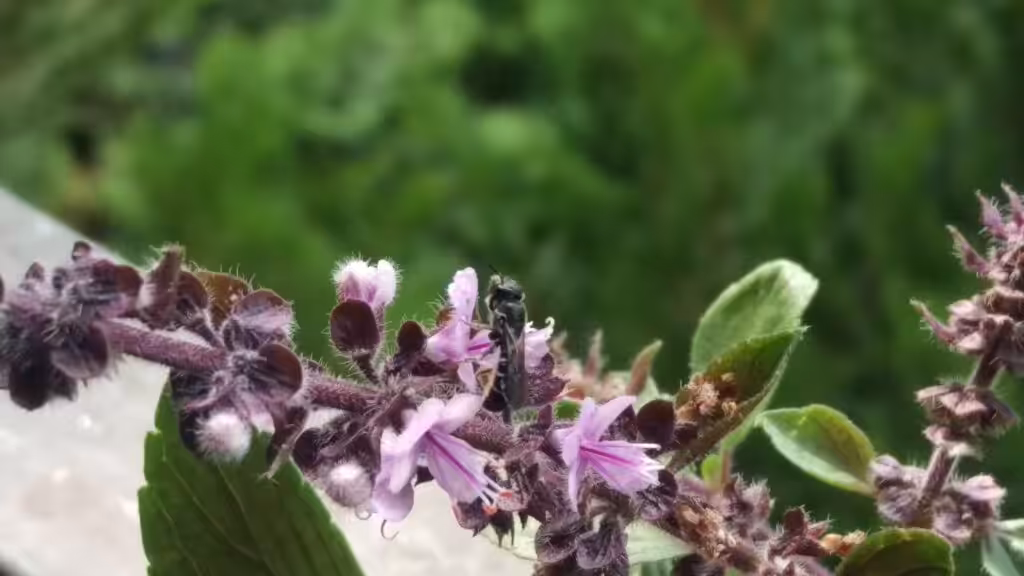 The shrub basil is a real insect magnet and also tastes very delicious. It belongs on every balcony.