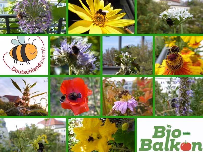 Bio-Balkon Kongress, Stadtgärtnern, Balkongärtnern, Balkongarten, Urban Gardening, Selbstversorgung, zurück zur Natur, Nachhaltigkeit, wir tun was für die Bienen, Deutschland summt, Wildpflanzen, einheimische Wildkräuter, Wildbiene, Wildbienen, Stadtwildtiere, Wildblumen, Wildblumenbalkon, Naschbalkon, Balkon, Wildpflanzenbalkon, Säulenobst, Effektive Mikroorganismen, Wildkräuter, Wildkräuter selbst anbauen, Wildkräuter vom Balkon, Online-Kongress, Onlinekongress, Balkonkongress, Bienenbalkon, Vogelbalkon, Vogelsterben, Insektensterben, Eichhörnchen Balkon