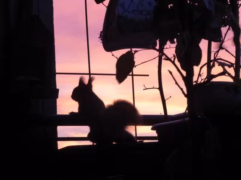 Eine wunderbare Stimmung: Das Eichhörnchen schaut bei Sonnenaufgang über die Balkonbrüstung. Der Himmel leuchtet blutrot.