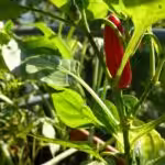 Beim Anbau von Paprika und Chili auf dem Balkon erleben wir eine riesige Vielfalt.