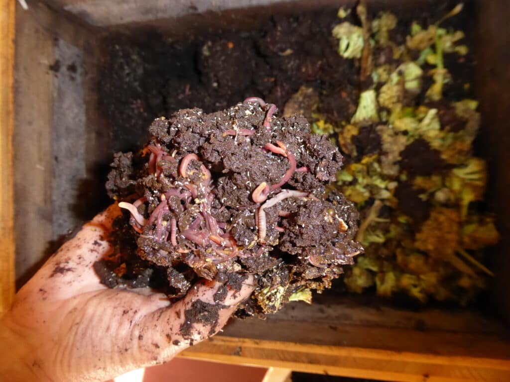 Wurmhumus ist bestens geeignet zum biologischen nachhaltigen Gärtnern. Oder als Grundlage für Komposttee. Es stinkt wirklich nicht aus der Wurmkiste. Wurmkompostierung verläuft geruchlos. 