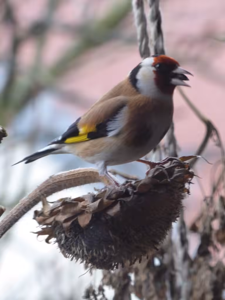 Der Stieglitz (Distelfink) sitzt auf dem Kopf einer Sonnenblume und wird sich die Samen herausholen.