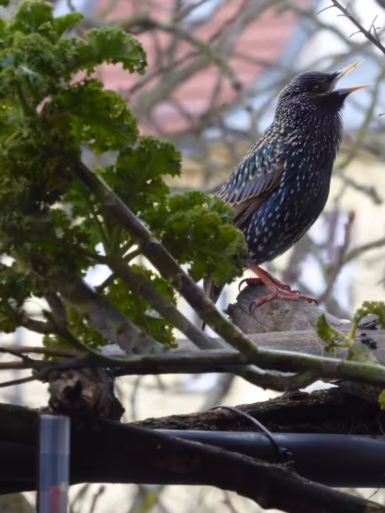 Auch der Star zeigt hier morgens kurz nach Sonnenaufgang, wie einladend für Vögel vom Balkon herausstehende Äste wirken.