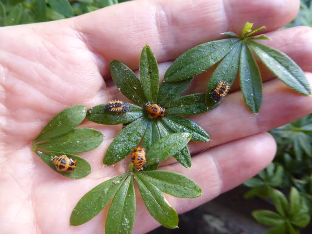 Habe beim Befall mit Blattläusen einen entspannten Zugang. Es werden Marienkäfer und Florfliegen kommen und diese vertilgen. Auch in der Stadt.