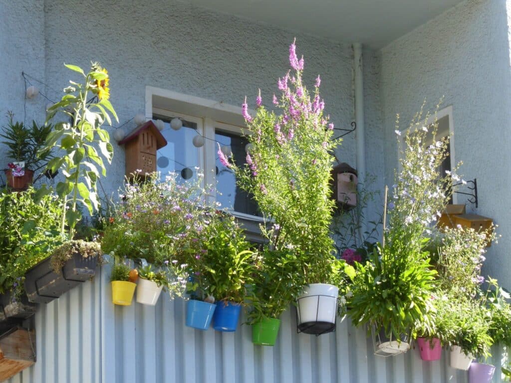 P1850786 balkon wildpflanzen berliner super