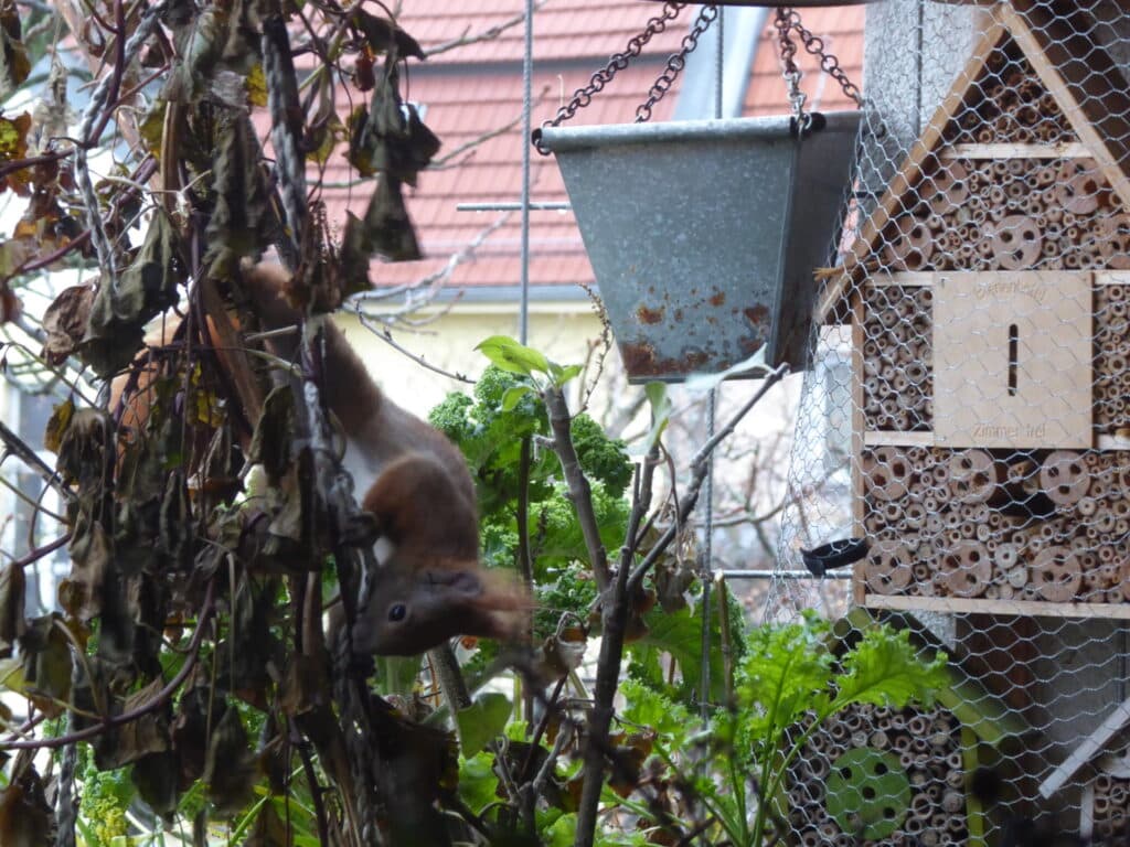 Hier versucht das Eichhörnchen auf dem Balkon Nistmaterial abzubeissen.