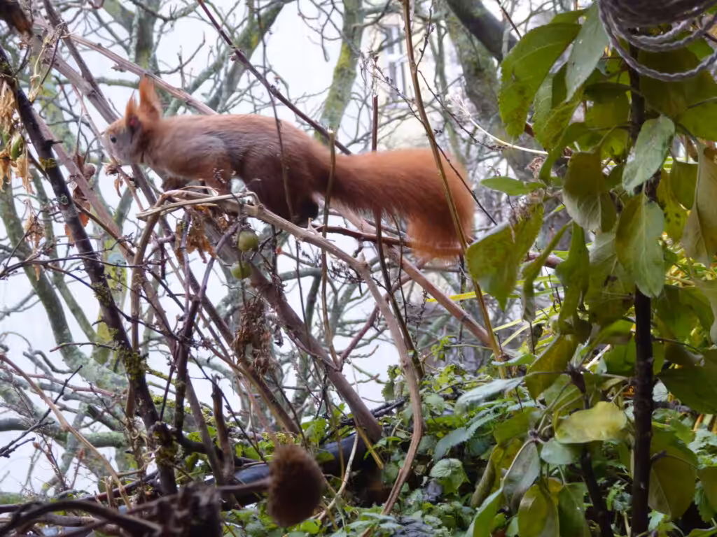 Ich beobachte mit solcher Freude das Eichhörnchen auf dem Balkon.