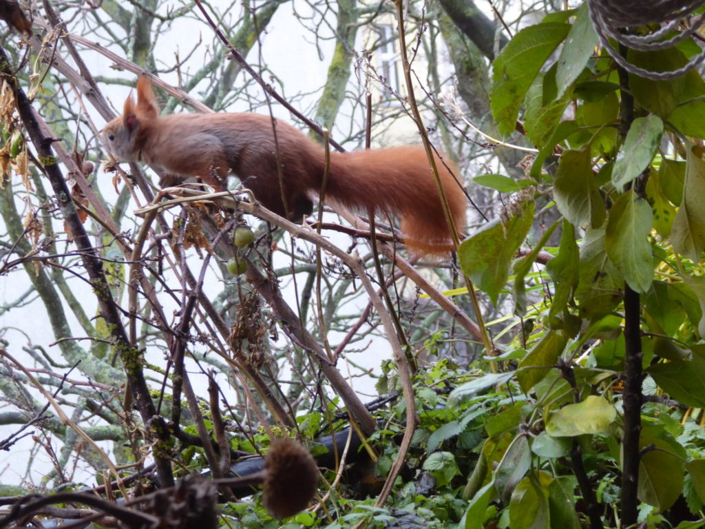Ich beobachte mit solcher Freude das Eichhörnchen auf dem Balkon.