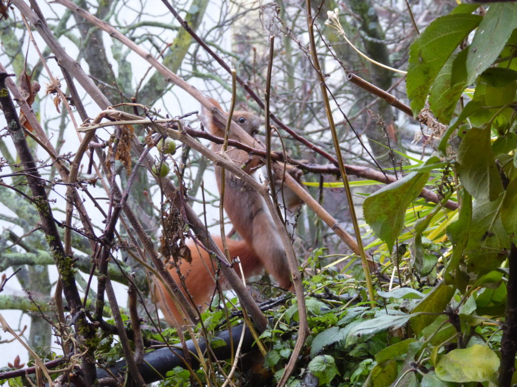 Eichhörnchen auf dem Balkon von so nah zu beobachten, ist eine riesige Freude.