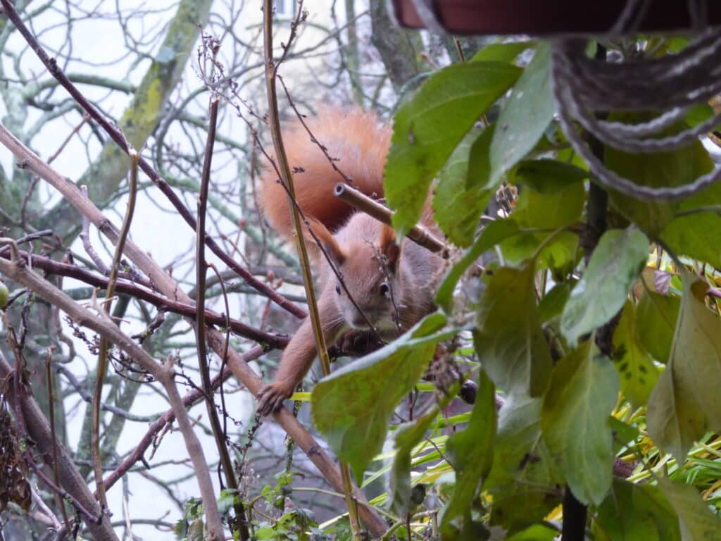 Herrlich dieses kletternde Eichhörnchen auf dem Balkon.