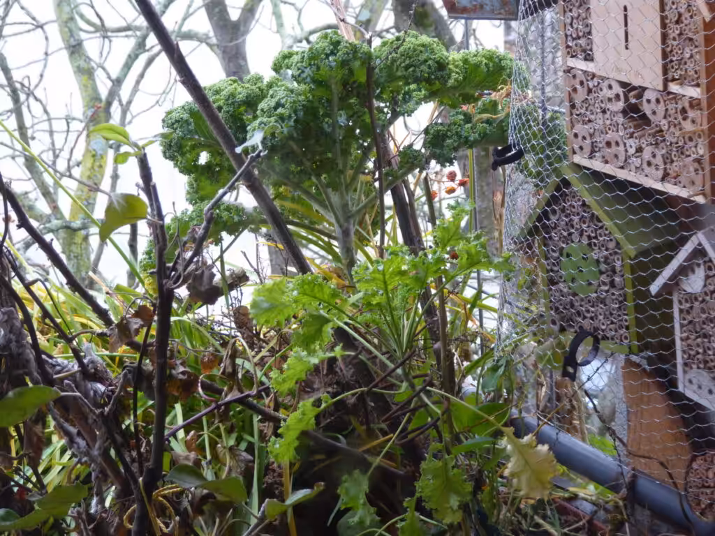 Die Eichhörnchen suchten als Platz für ihren Schlafplatz auf dem Bio-Balkon eine Stelle unter einem Grünkohl aus. So hat das Nest bei Regen ein Dach über.