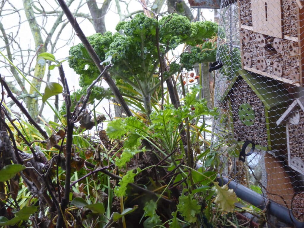 Die Eichhörnchen suchten als Platz für ihren Schlafplatz auf dem Bio-Balkon eine Stelle unter einem Grünkohl aus. So hat das Nest bei Regen ein Dach über.
