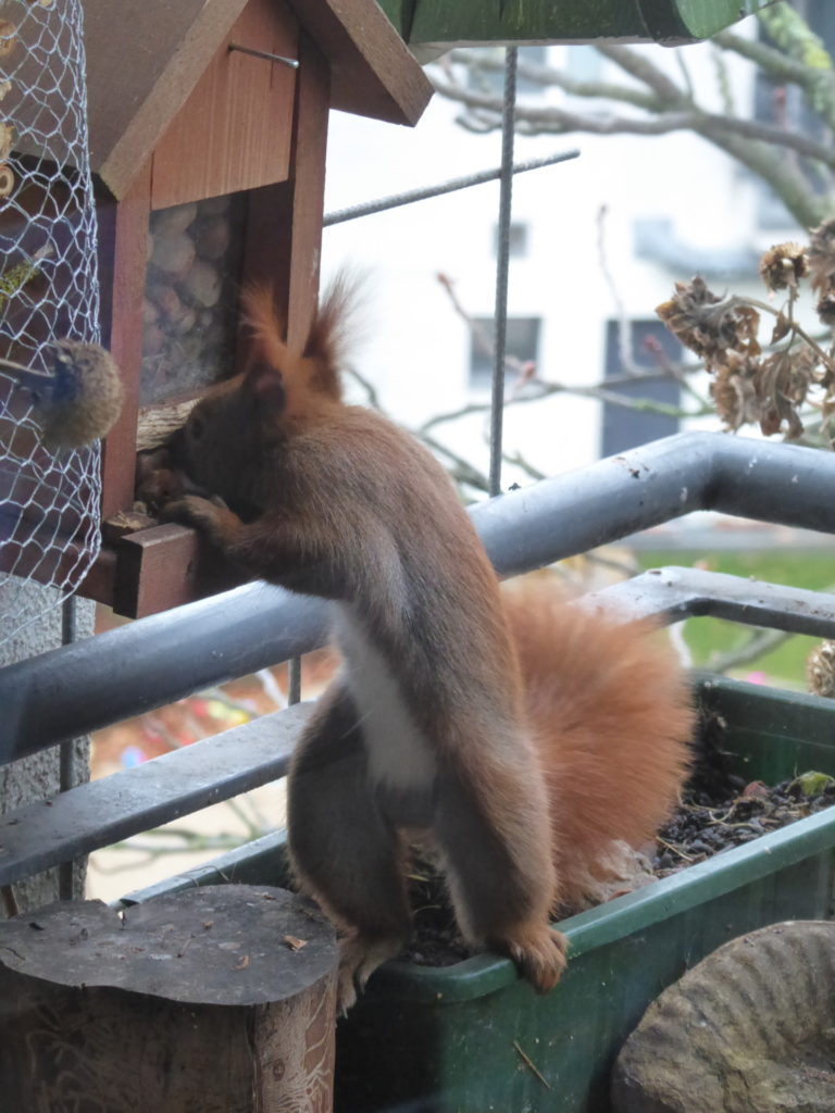 Eichhörnchen Ruth holt sich Haselnüsse aus der Nuss-Bar.