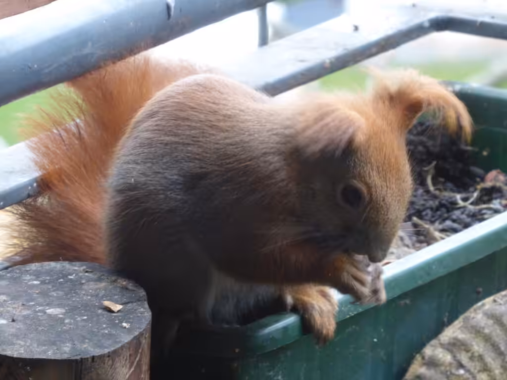 Eichhörnchen Ruth sitzt auf dem Balkonkasten und frisst Haselnüsse.