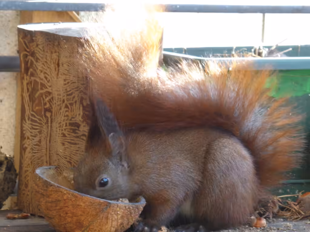Eichhörnchen Ruth frisst auch gern das Fettfutter, was für die Meisen gedacht ist. Eichhörnchen und Meisen teilen sich das Futter.