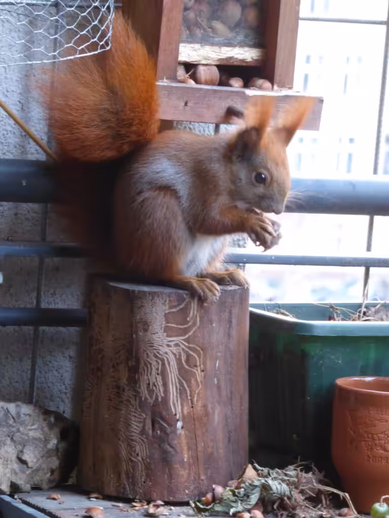 Eichhörnchen Ruth sitzt auf einem Baumstumpf und frisst Haselnüsse.