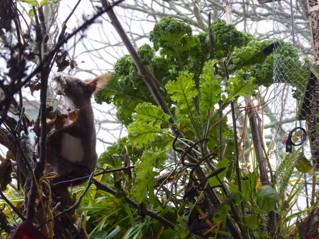 Herrlich, wie das Eichhörnchen auf dem Balkon mit der Schnur kämpft.