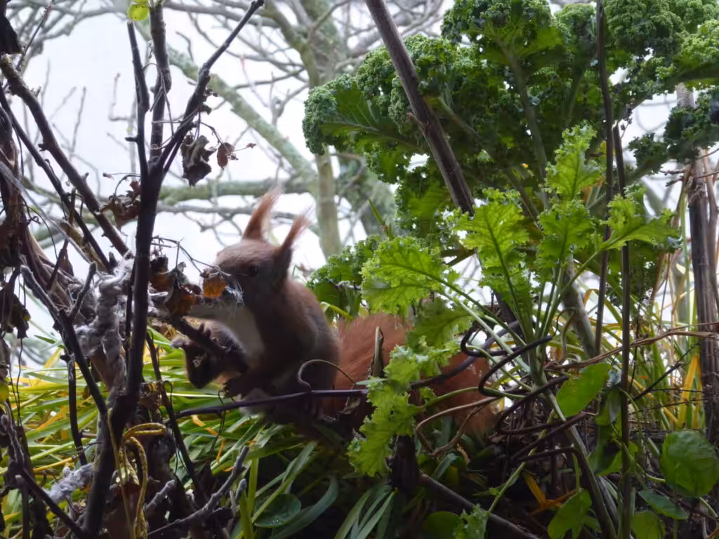 Dieses Eichhörnchen findet auf dem Balkon Baumaterial für seinen Kobel.