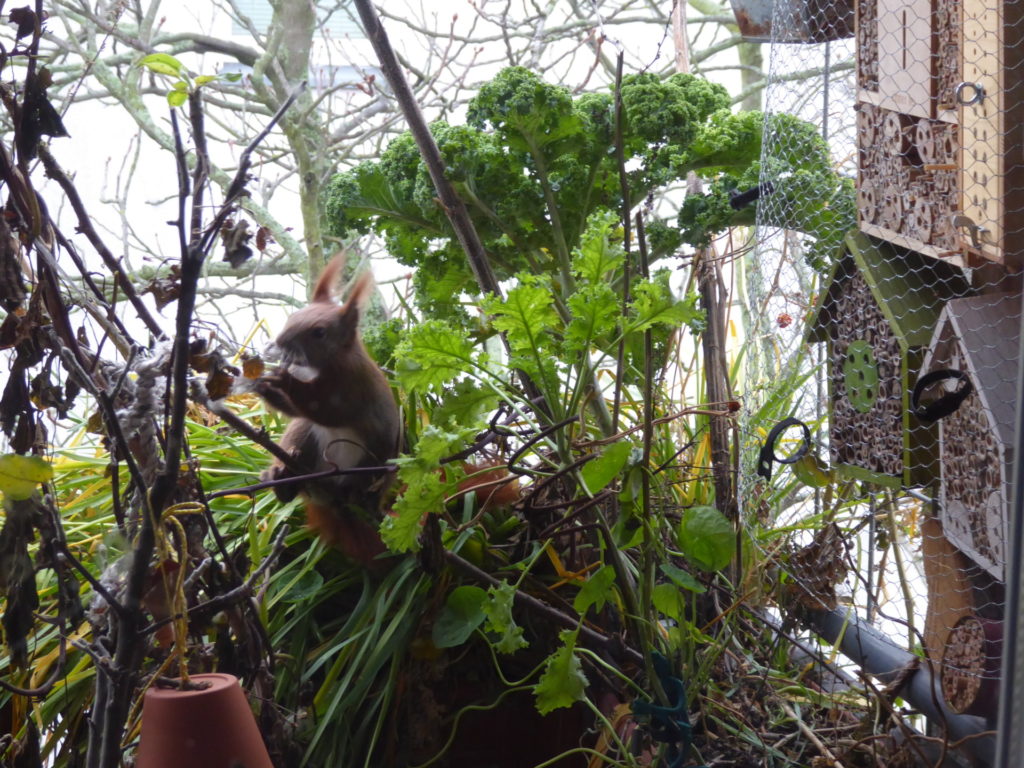 Ich stehe hinter der Fensterscheibe und beobachte das Eichhörnchen auf dem Balkon.